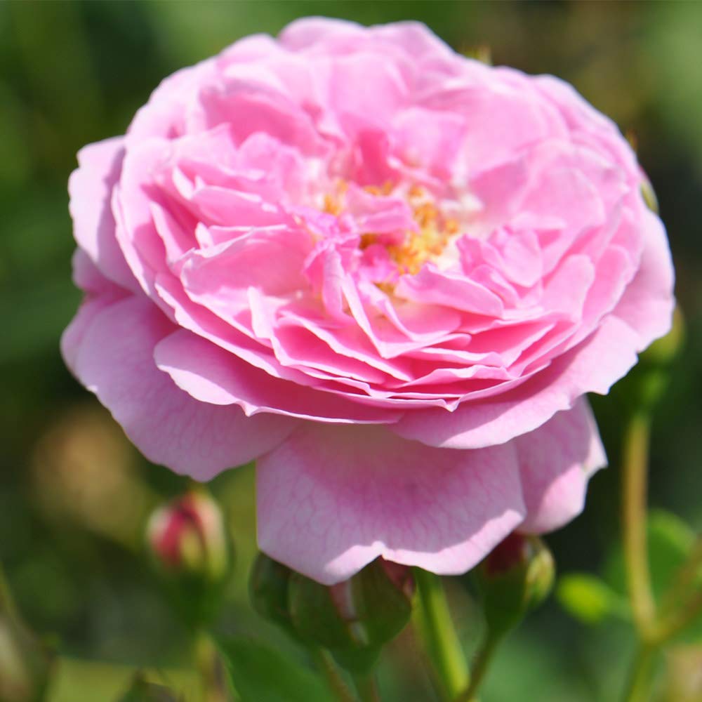 Amazon.com : Heirloom Hybrid Musk Roses, Live Own Root Plant for